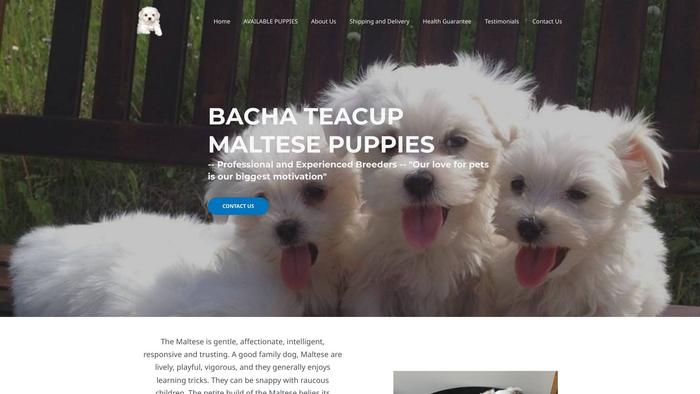 Bachateacupmaltesepuppies.com - Maltese Puppy Scam Review