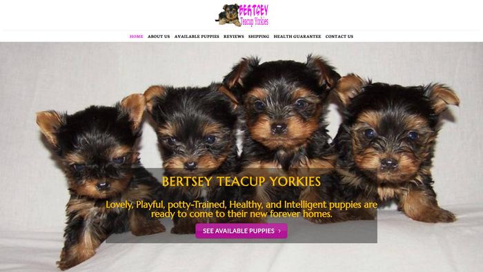 Bertseyteacupyorkiepuppieshome.com - Yorkshire Terrier Puppy Scam Review