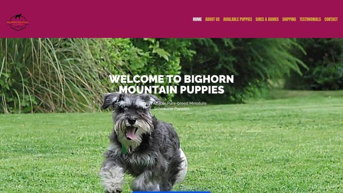 Bighornmtpuppies.com - Schnauzer Puppy Scam Review