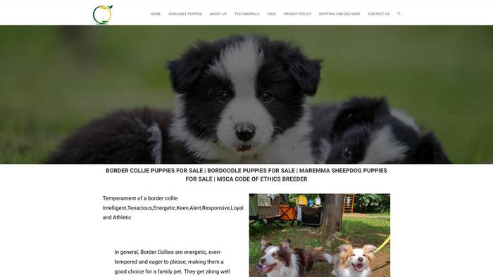 Bordercollieforsake.com - Bordercollie Puppy Scam Review