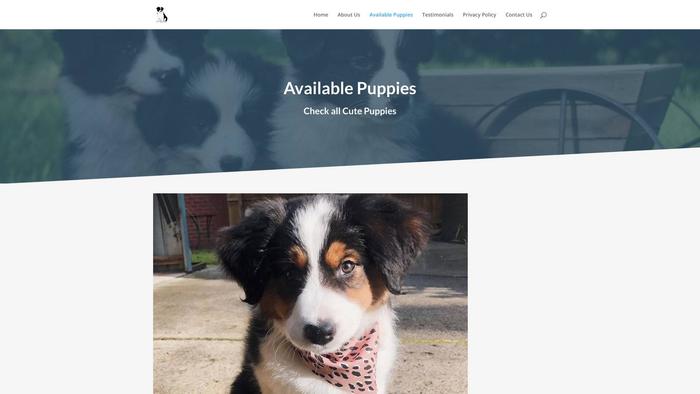 Citybordercollie.com - Bordercollie Puppy Scam Review