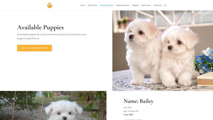 Cutedollmaltesepuppies.com - Maltese Puppy Scam Review