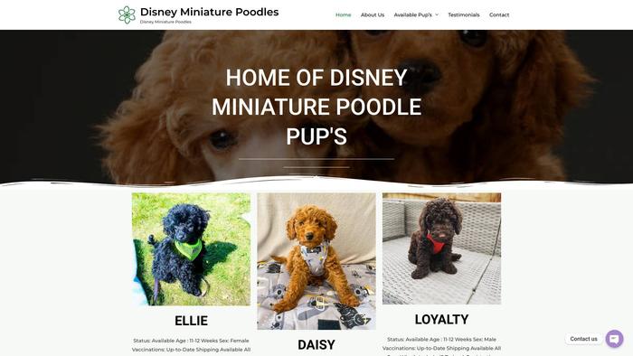 Disneyminiaturepoodlepuppies.com - Poodle Puppy Scam Review