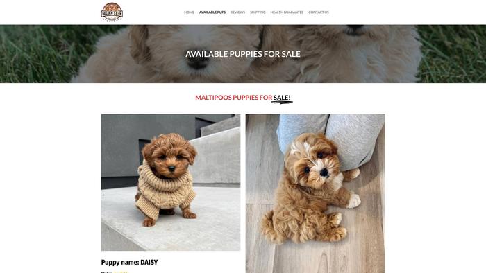 Goldensfamilypuppies.com - Golden Retriever Puppy Scam Review