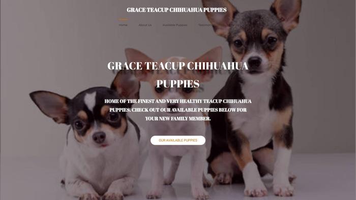 Graceteacupchihuahua.com - Chihuahua Puppy Scam Review