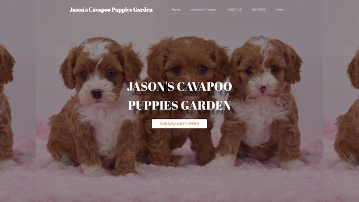 Jasoncavapoopuppies.com - Cavapoo Puppy Scam Review