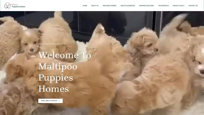 Maltipoopupshomes.com - Maltipoo Puppy Scam Review