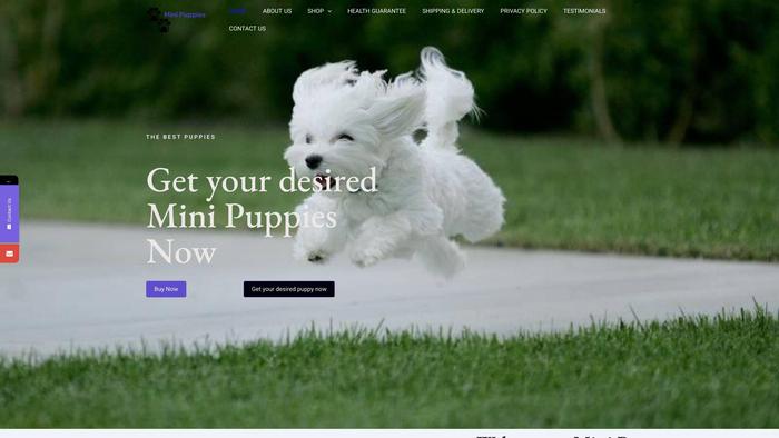 Minipuppies.online - Maltese Puppy Scam Review