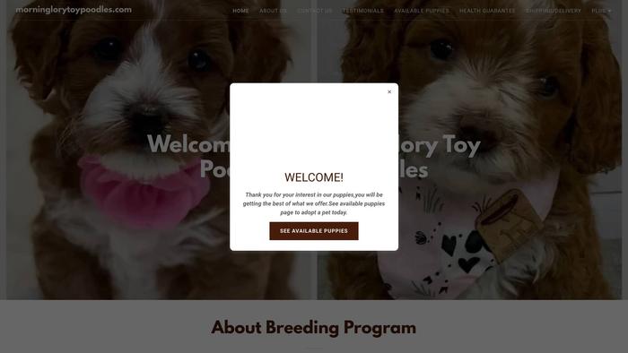 Morningglorytoypoodles.com - Poodle Puppy Scam Review