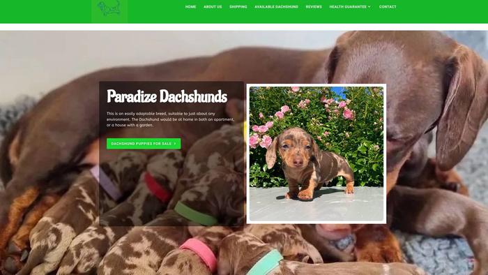 Paradizedachshunds.com - Dachshund Puppy Scam Review