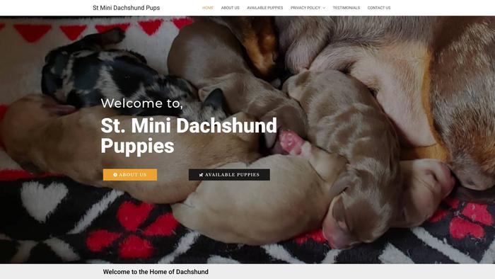 Stminidachshundpup.com - Dachshund Puppy Scam Review