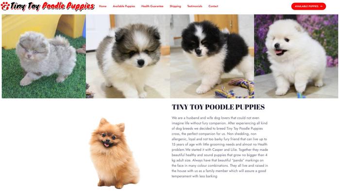 Tinytooypoodlepuppies-au.com - Poodle Puppy Scam Review