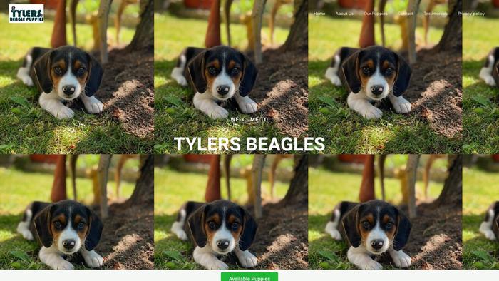 Tylersbeagles.com - Beagle Puppy Scam Review