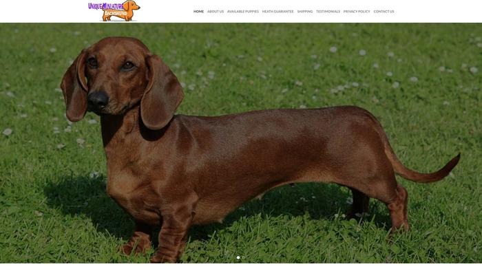 Uniqueminiaturedachshund.com - Dachshund Puppy Scam Review