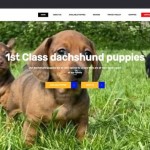 1stclassdachshundpuppies.com - Dachshund Puppy Scam Review