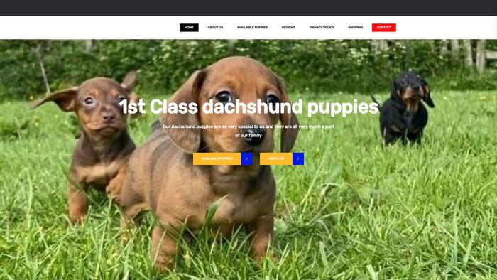 1stclassdachshundpuppies.com - Dachshund Puppy Scam Review