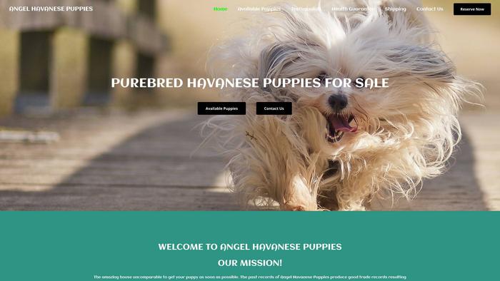 Angelhavanesepuppies.com - Havanese Puppy Scam Review