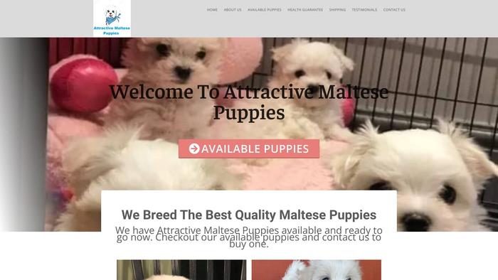 Attractivemaltesepuppies.com - Maltese Puppy Scam Review