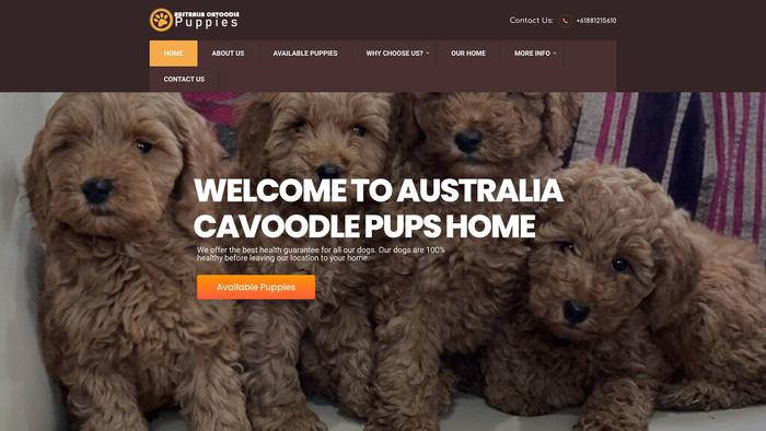 Australiacavoodlepuppies.com - Cavapoo Puppy Scam Review