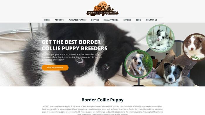 Bestbordercolliepuppybreeders.com - Bordercollie Puppy Scam Review