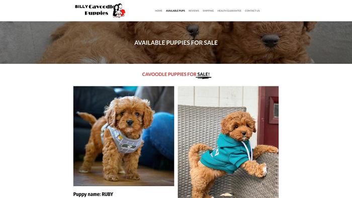 Billycavoodlespuppies.com - Cavapoo Puppy Scam Review