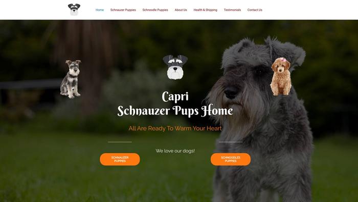 Caprischnauzerpupshome.com - Schnauzer Puppy Scam Review