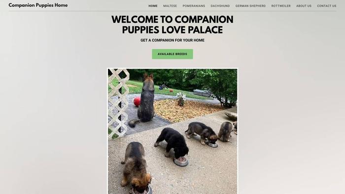 Companionpuppshome.com - Pomeranian Puppy Scam Review