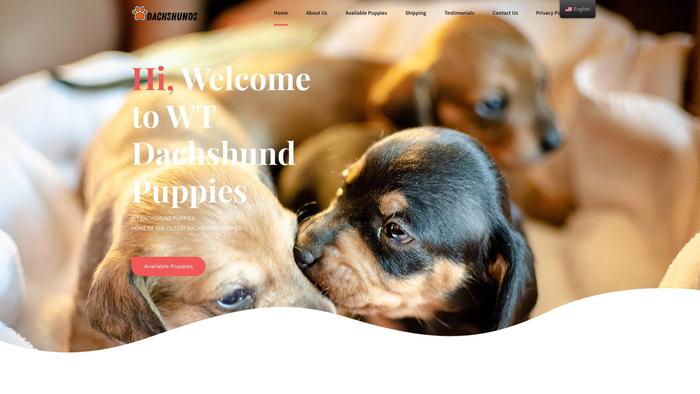 Dachshundsadorablepupps.com - Dachshund Puppy Scam Review