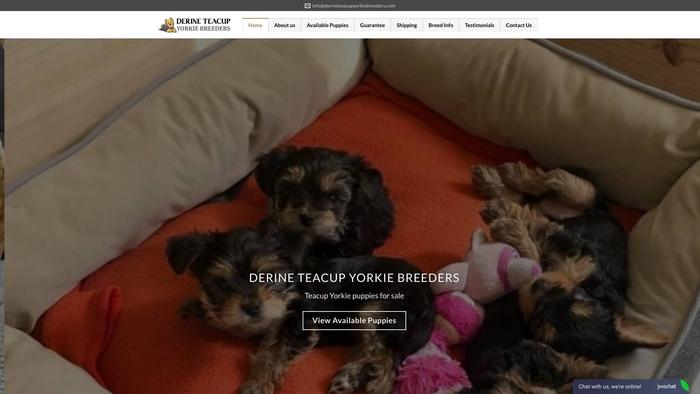 Derineteacupyorkiebreeders.com - Yorkshire Terrier Puppy Scam Review