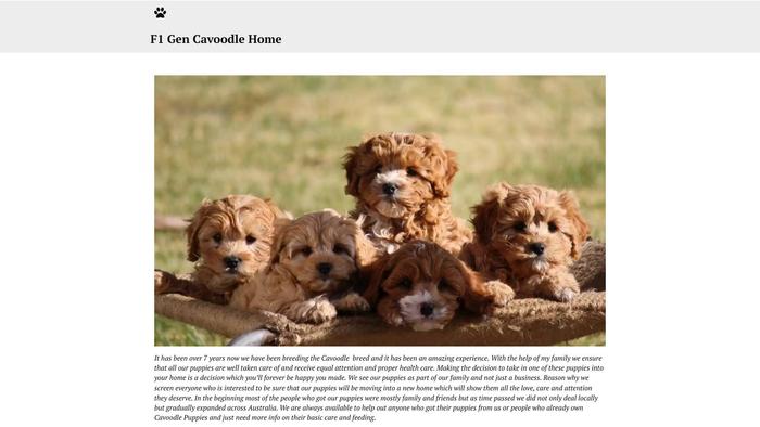 F1genaussiecavoodle.com.ua - Australian Shepherd Puppy Scam Review