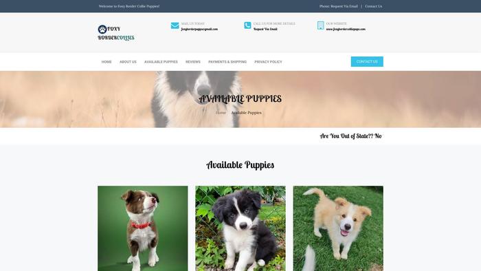 Foxybordercolliepups.com - Bordercollie Puppy Scam Review