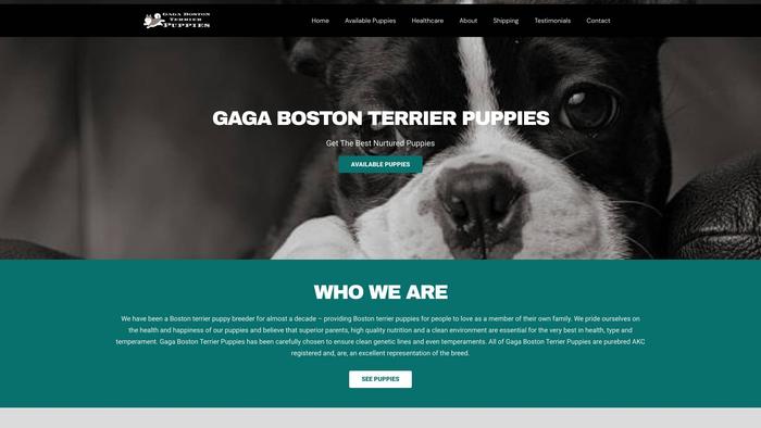 Gagabostonterrierpuppies.com - Terrier Puppy Scam Review