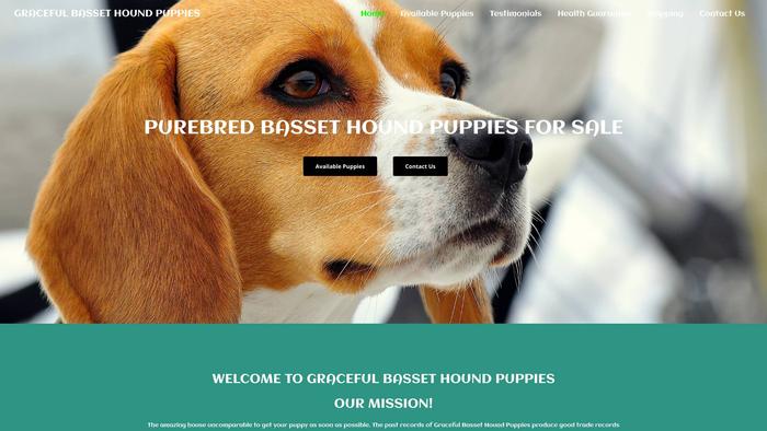 Gracefulbassethoundpuppies.com - Bassethound Puppy Scam Review