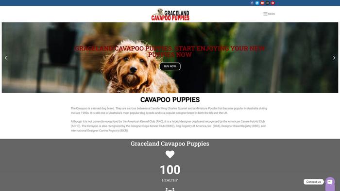 Gracelandcavapoopuppies.com - Cavapoo Puppy Scam Review