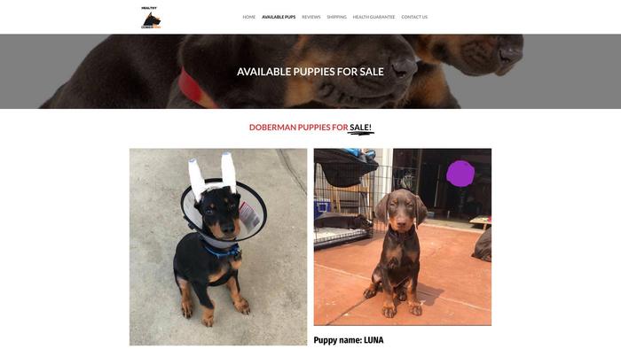 Healthydobermanpupshome.com - Doberman Pinscher Puppy Scam Review