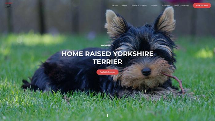 Homeraiseyorkshireterrier.com - Terrier Puppy Scam Review