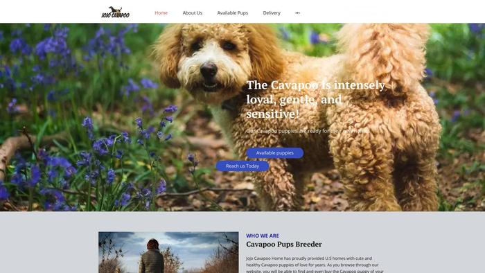 Jojocavapoohome.store - Cavapoo Puppy Scam Review