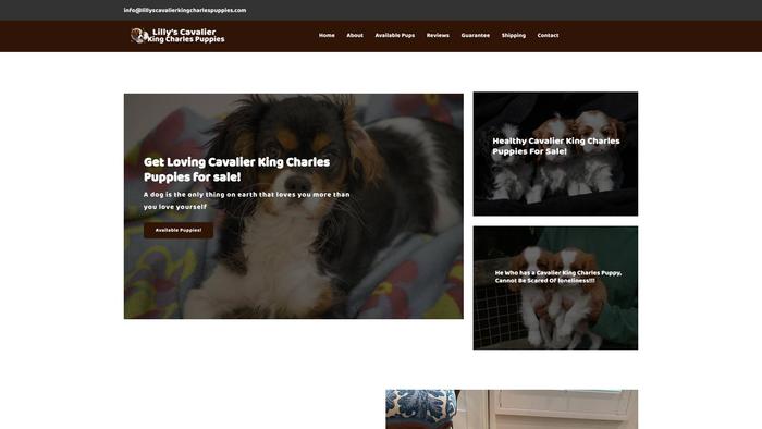 Lillyscavalierkingcharlespuppies.com - Cavalier King Charles Spaniel Puppy Scam Review