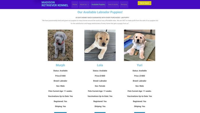 Madisonpureretrieverkennel.com - Golden Retriever Puppy Scam Review