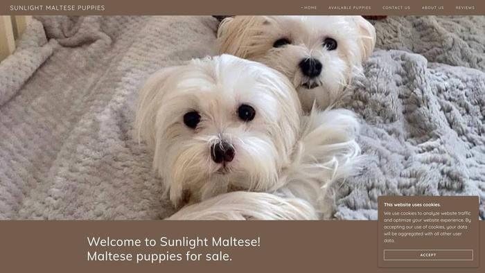 Maltesepupshome.com - Maltese Puppy Scam Review