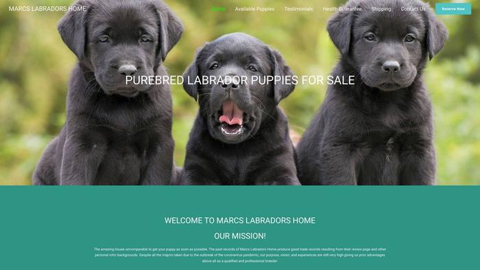 Marcslabradorshome.com - Labrador Puppy Scam Review