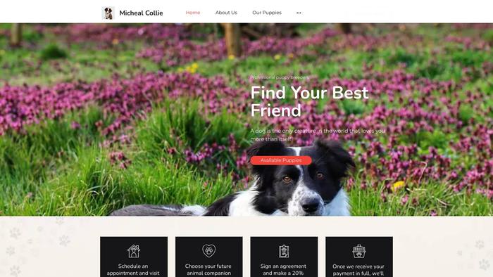 Michealbordercollie.us - Bordercollie Puppy Scam Review