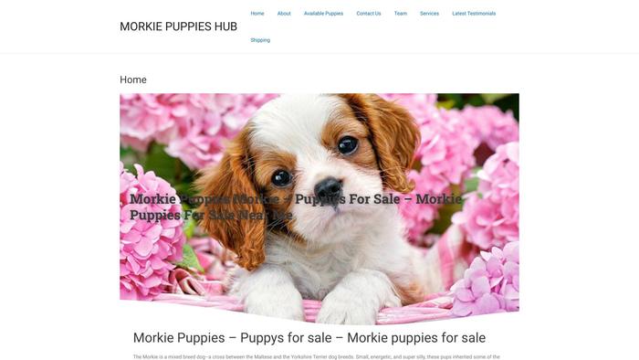 Morkiepuppiesclub.com - Yorkshire Terrier Puppy Scam Review