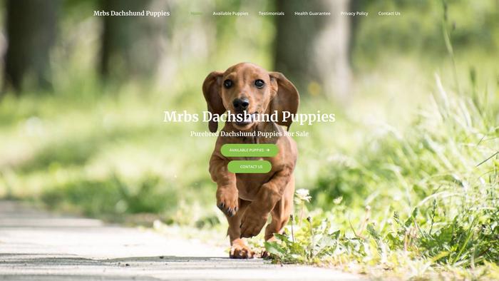 Mrbsdachshundpuppies.com - Dachshund Puppy Scam Review