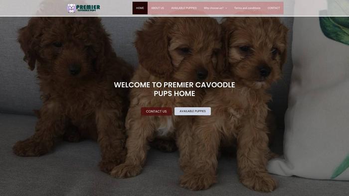 Premiercavoodlepuppies.com - Cavapoo Puppy Scam Review