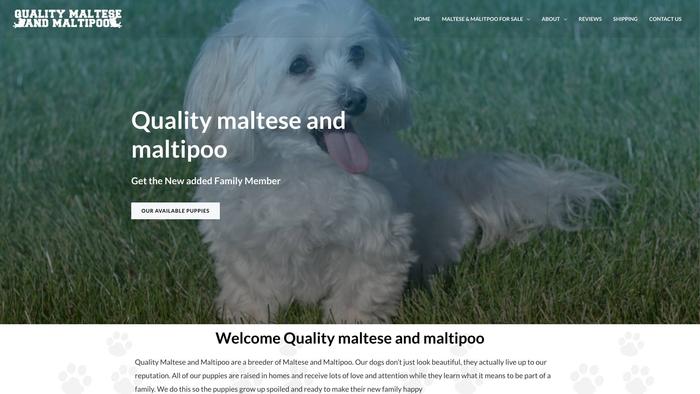 Qualitymalteseandmaltipoo.com - Maltese Puppy Scam Review