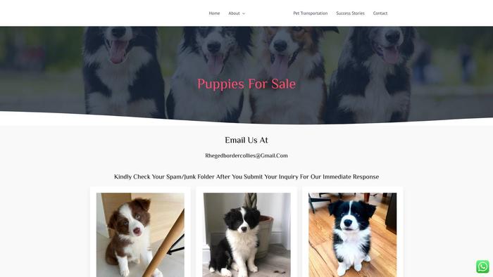 Rhegedbordercollies.com - Bordercollie Puppy Scam Review