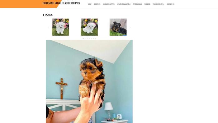 Royalteacuppuppies.store - Yorkshire Terrier Puppy Scam Review