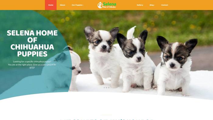 Selenapuppies.com - Chihuahua Puppy Scam Review