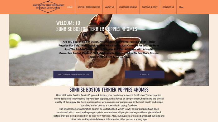 Sunrisebostonterrierpuppies.com - Terrier Puppy Scam Review